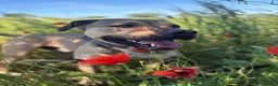 Meticcio cani in regalo: Bobby, fedele e affettuoso, aspetta solo te a Provincia di Padova - Annuncio 6