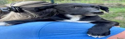 Meticcio cani in regalo: Hero  a Provincia di Savona - Annuncio 3