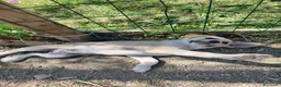 Meticcio cani in regalo: SOLE e MELA splendide cucciole - Annuncio 5