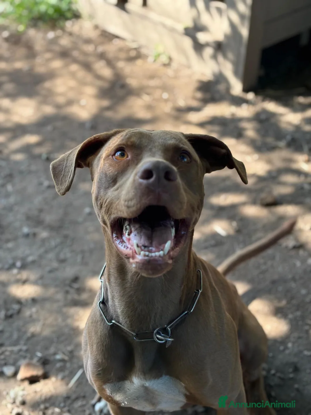 Pitbull cani in regalo: Splendido pitbull Red Nose - ZORO a Città metropolitana di Milano - Annuncio 9