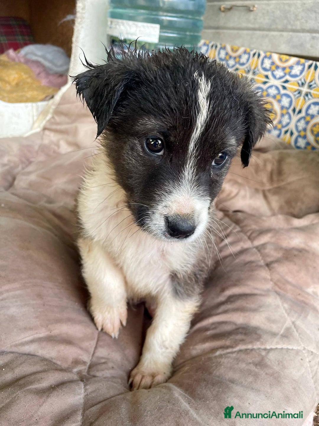 Meticcio cani in regalo: 4 cucciolotti meravigliosi cercano casa - Annuncio 14