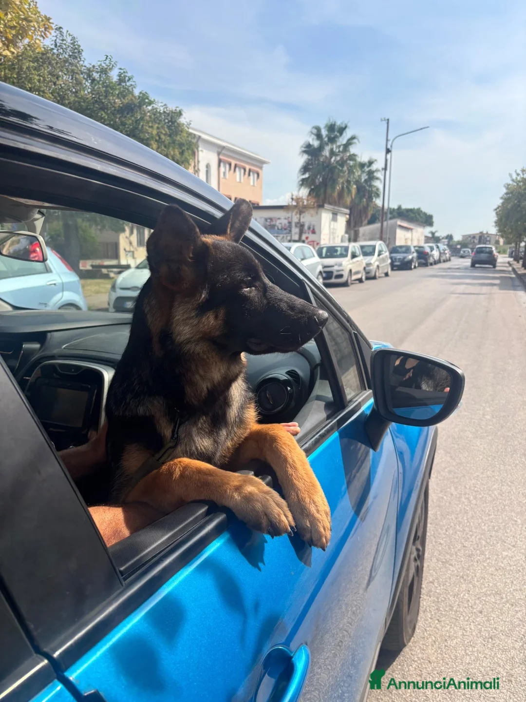 Pastore Tedesco cani in vendita: Pastore tedesco a Provincia di Caserta - Annuncio 2