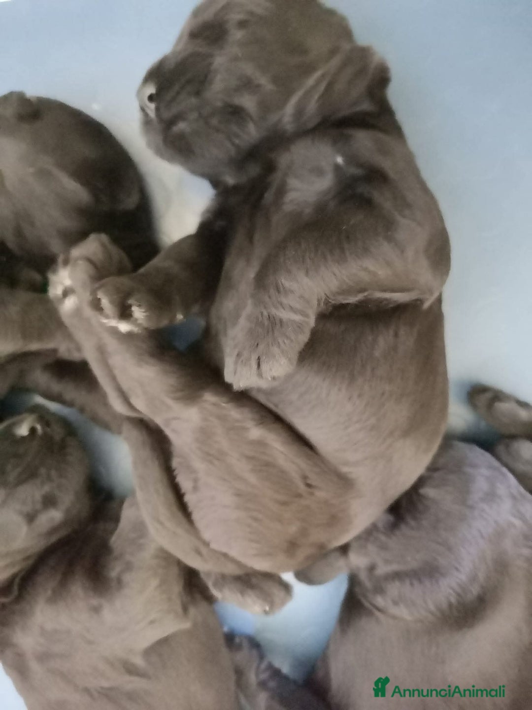 Schnauzer Gigante cani in vendita: Nata Cucciolata X  - Annuncio 2