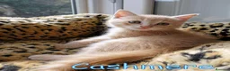 Europeo gatti in regalo: 🐾    GOLFINO E CASHMERE GATTINI DOLCISSIMI - Annuncio 4