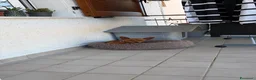 Pinscher Miniatura cani in vendita: pincher maschio - Annuncio 2