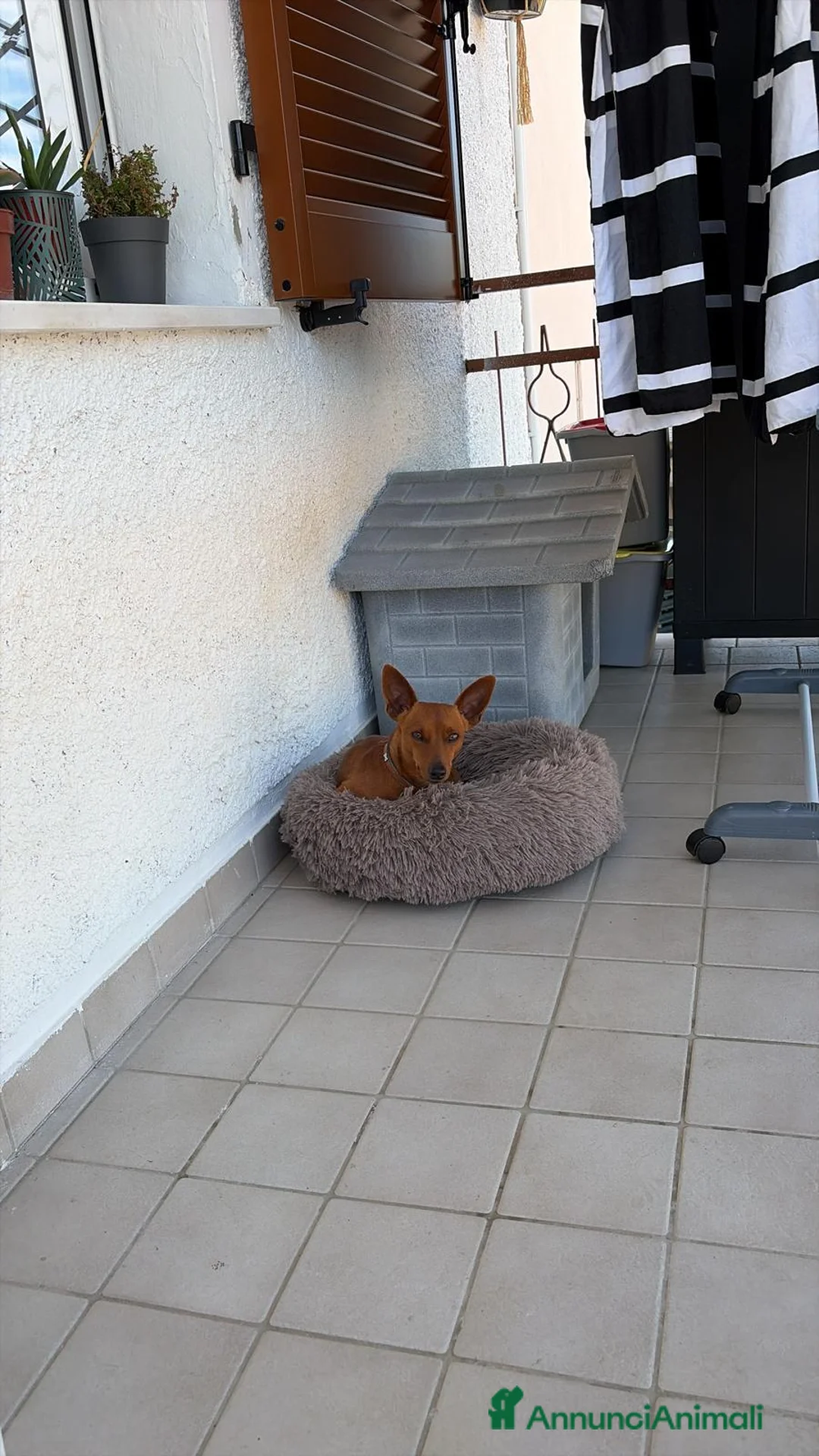 Pinscher Miniatura cani in vendita: pincher maschio - Annuncio 2