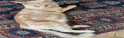Maine Coon gatti in regalo: regalo gatto maine coon  - Annuncio 2