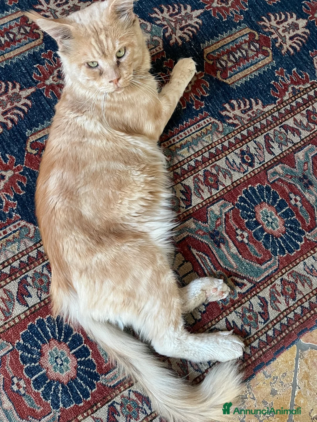 Maine Coon gatti in regalo: regalo gatto maine coon  - Annuncio 2