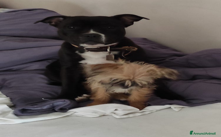 Staffordshire cani a Provincia di Cuneo - Annuncio 19