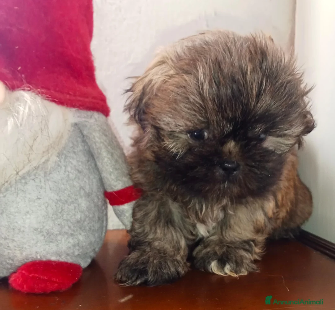 Shih Tzu cani in vendita: Splendidi cuccioli di Shih tzu - Annuncio 2