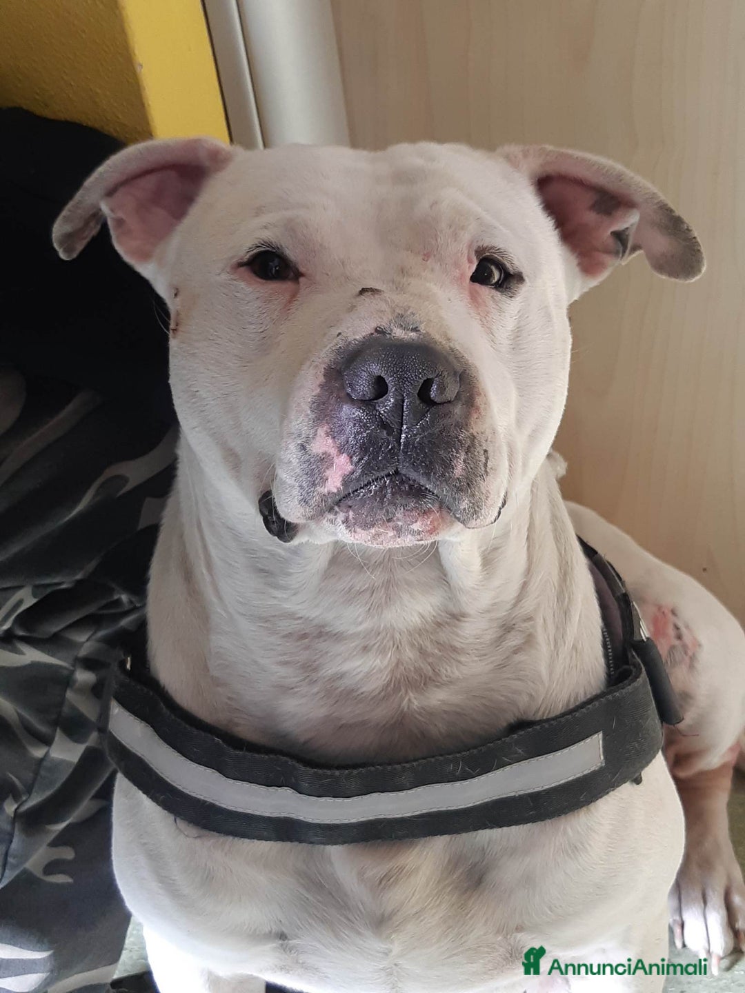 Pitbull cani in regalo: CIRO, PITBULL tanto dolce ma SOLO. - Annuncio 2