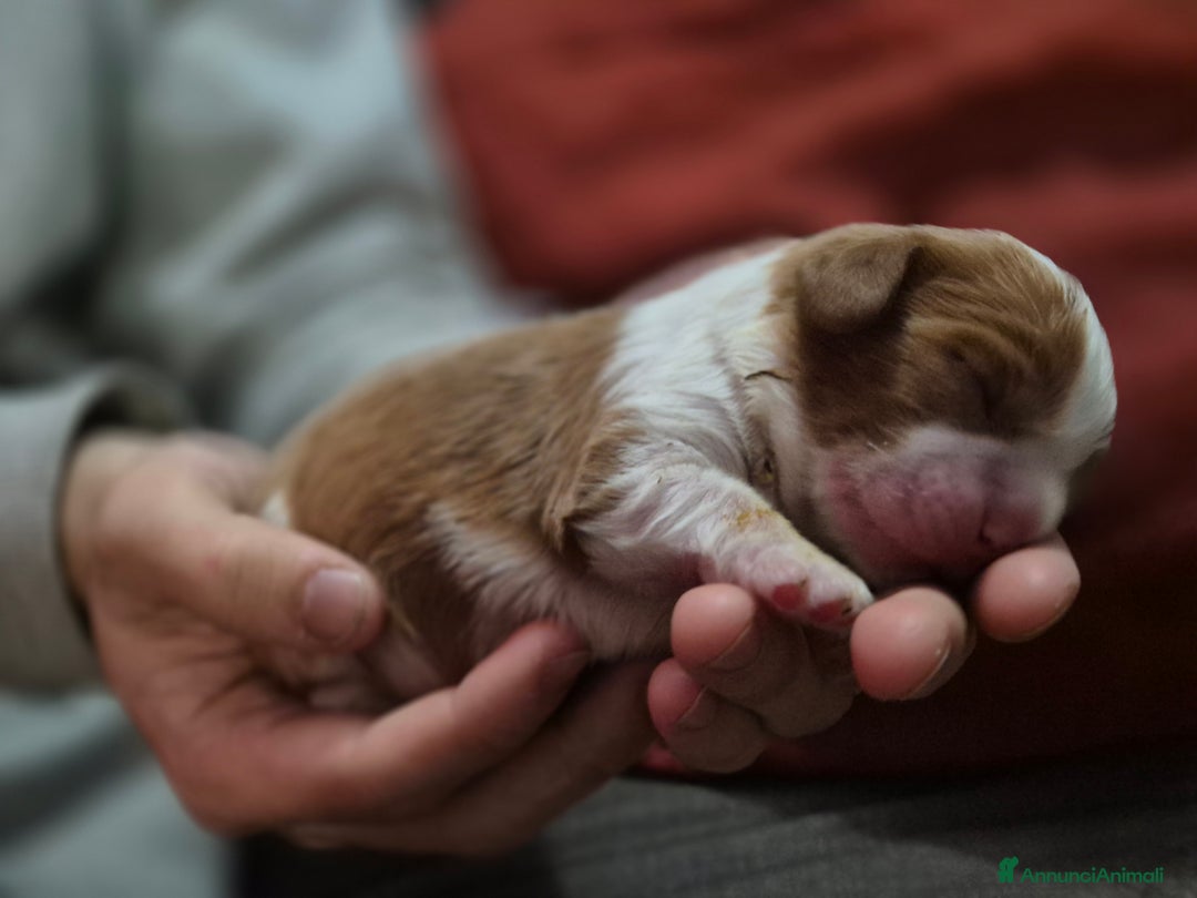 Cavalier King cani in vendita: Cuccioli Cavalier King Charles Spaniel  - Annuncio 2