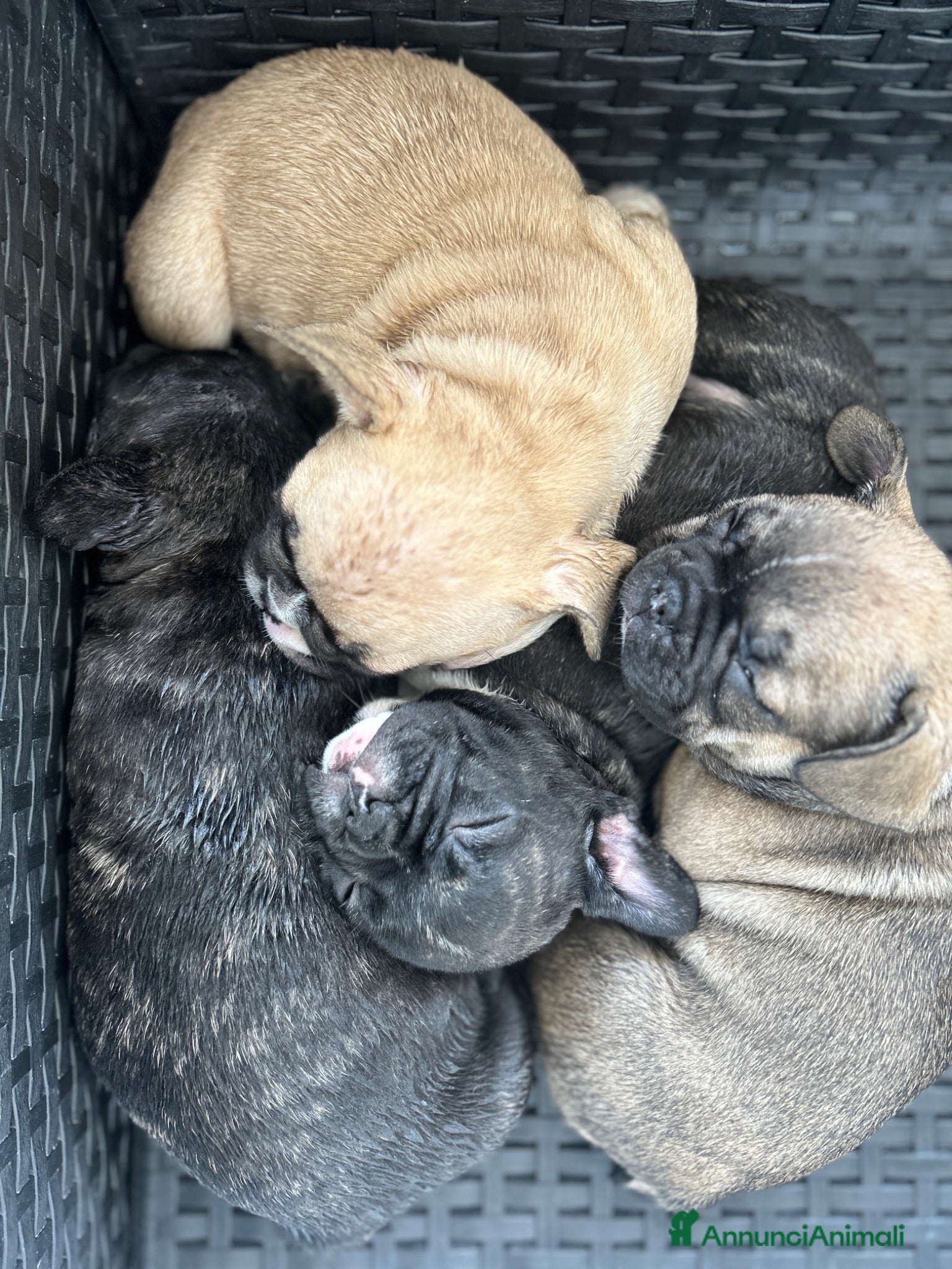Bulldog Francese cani Bulldog francese  - Annuncio 2