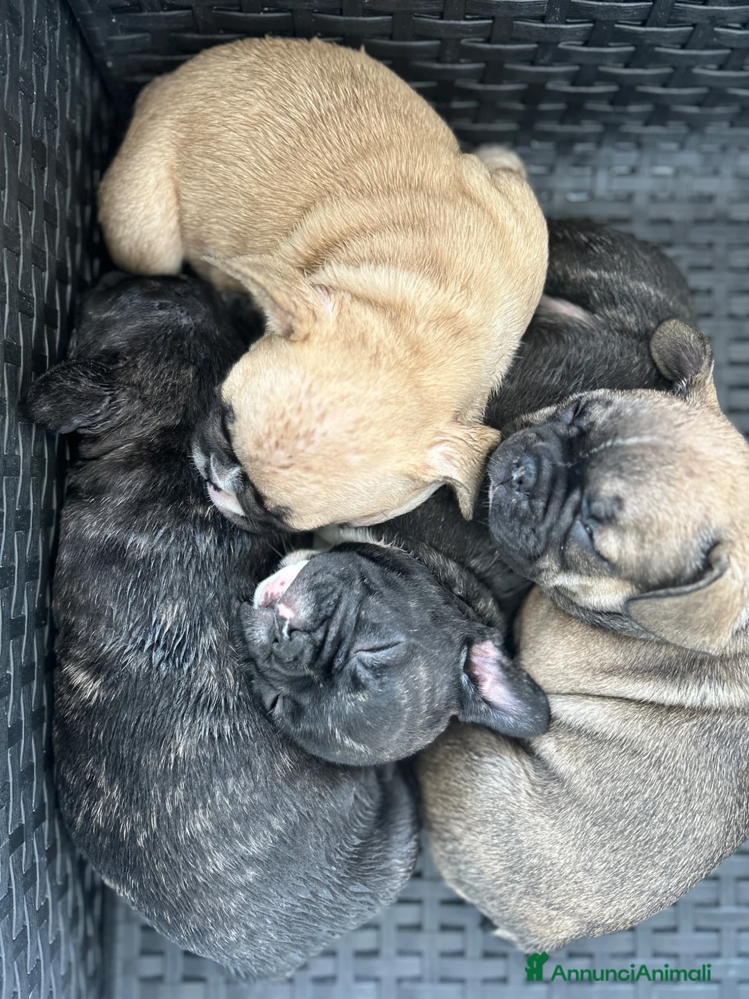 Bulldog Francese cani in vendita: Bulldog francese  - Annuncio 2