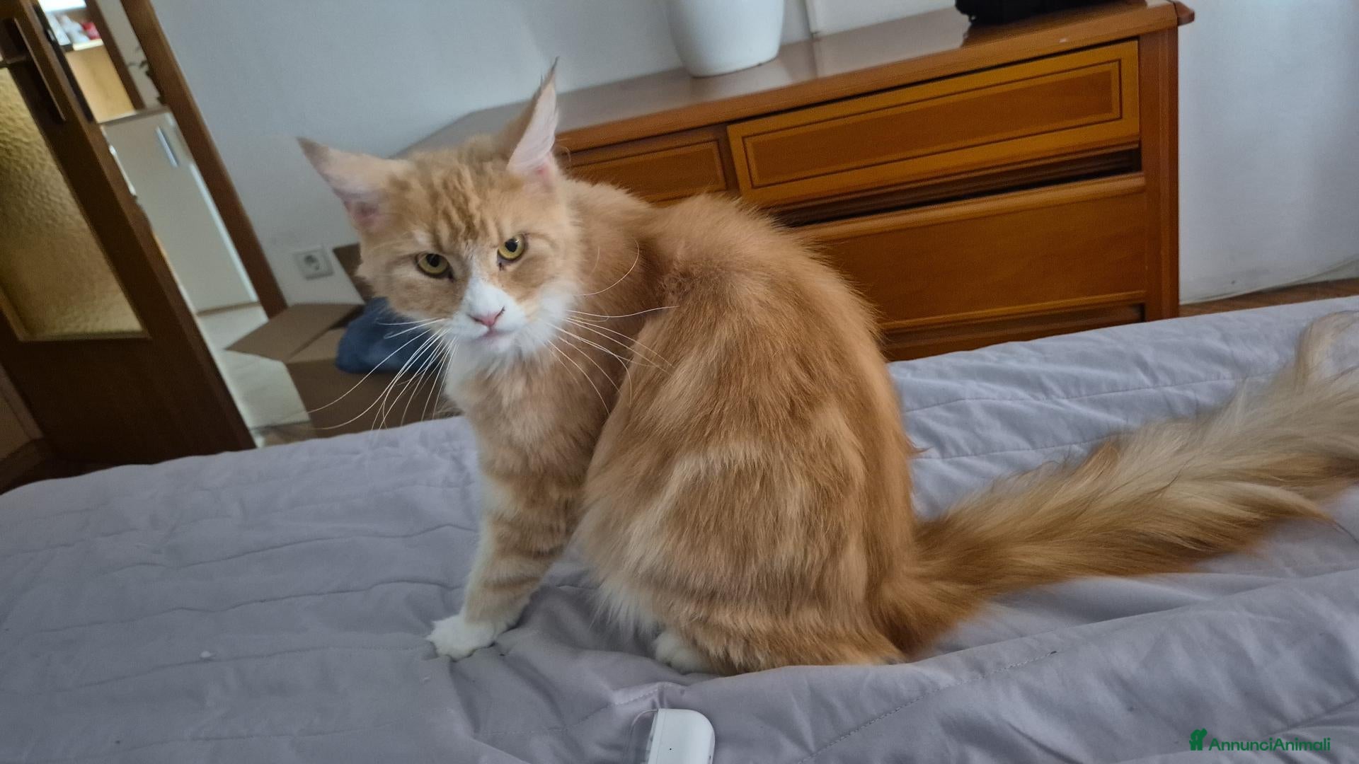 Maine Coon gatti Cucciolo main coon  - Annuncio 30
