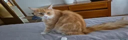 Maine Coon gatti in vendita: Cucciolo main coon  a Provincia autonoma di Bolzano - Alto Adige - Annuncio 1