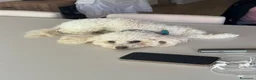 Barboncino Toy cani per accoppiamento: accoppiamento barboncino toy a Città metropolitana di Roma Capitale - Annuncio 5
