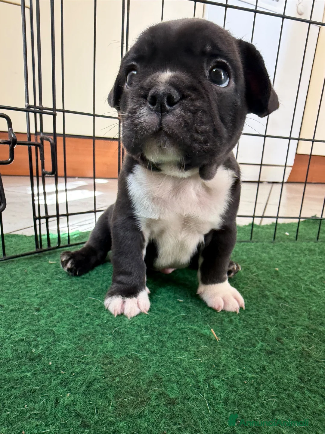 Bulldog Francese cani in vendita: Cucciolo di Bulldo francese  - Annuncio 3