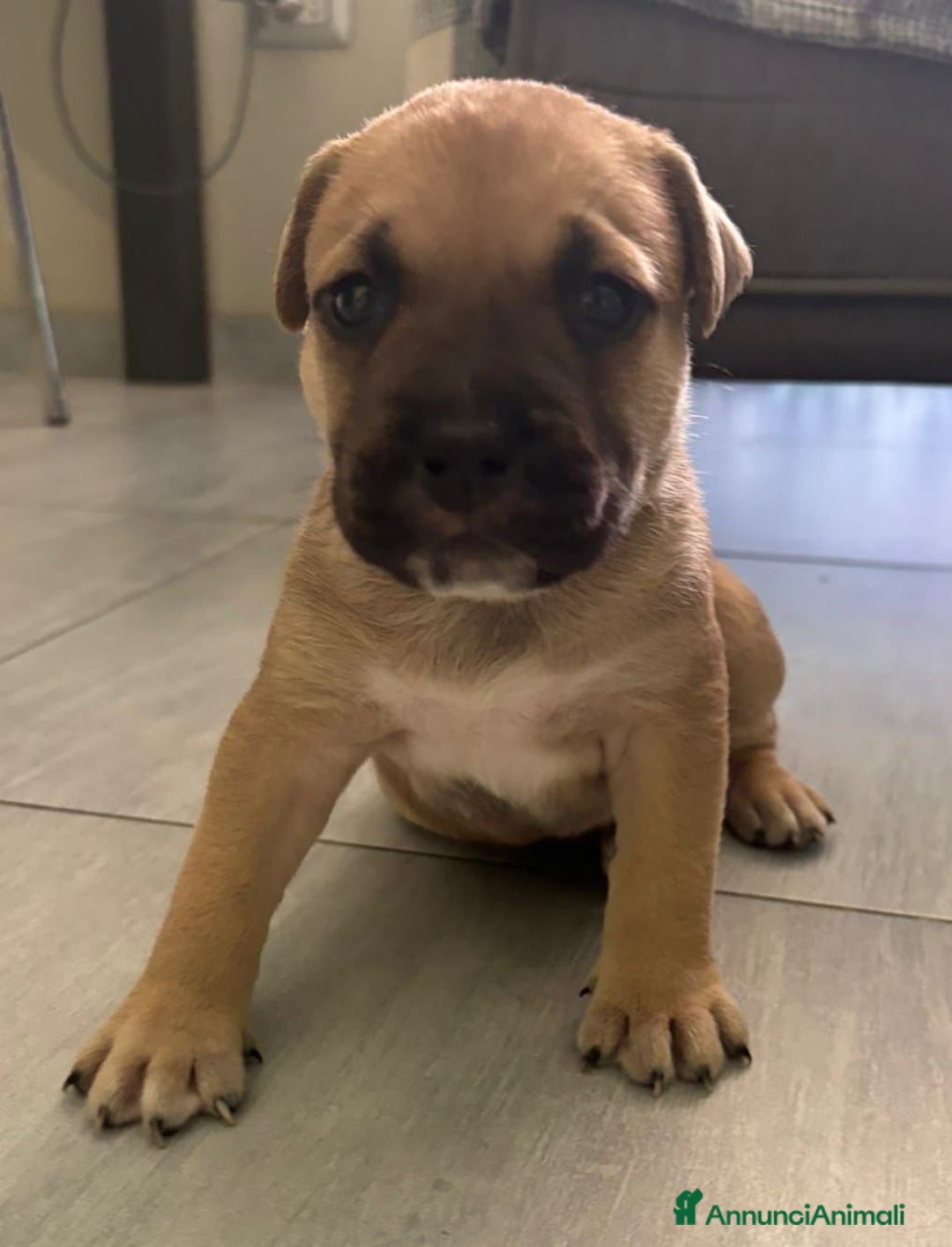 American Staffordshire cani in vendita: Cuccioli amstaff pitbull a Provincia del Verbano-Cusio-Ossola - Immagine 5