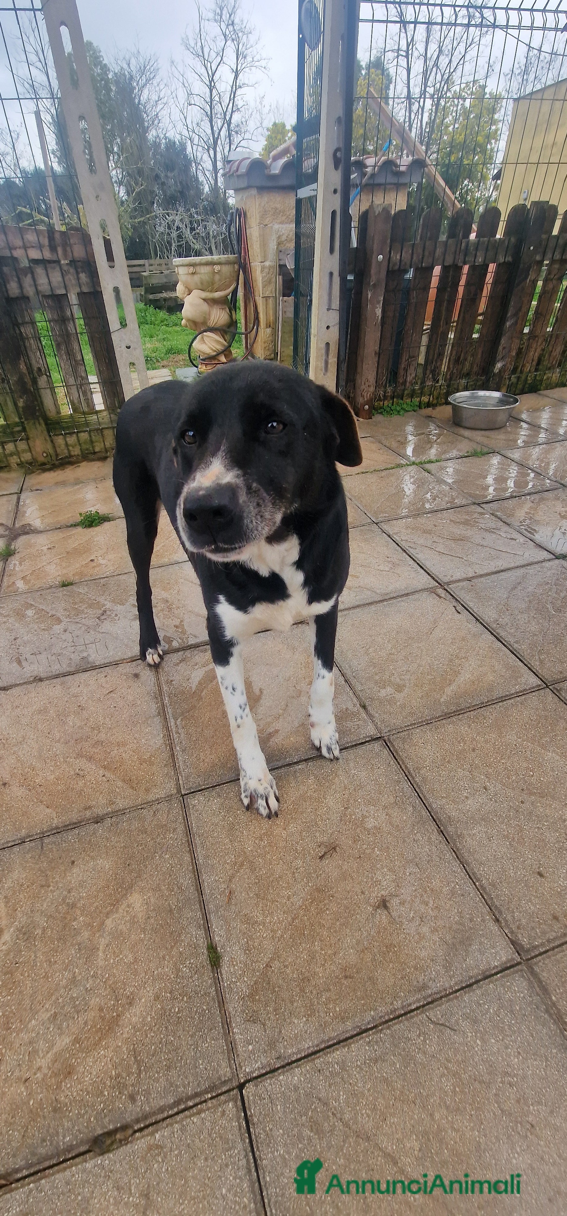 Meticcio cani in regalo: Bardy - Annuncio 2