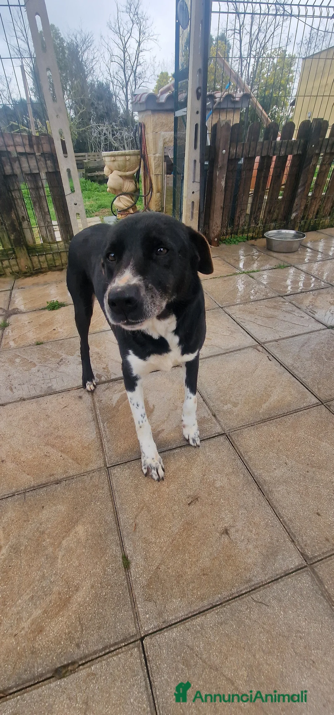 Meticcio cani in regalo: Bardy - Annuncio 1