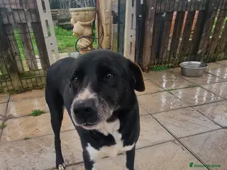 Meticcio cani Bardy - Annuncio 28