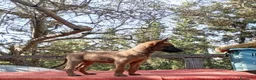 Pastore Belga cani in vendita: Malinois - Annuncio 2