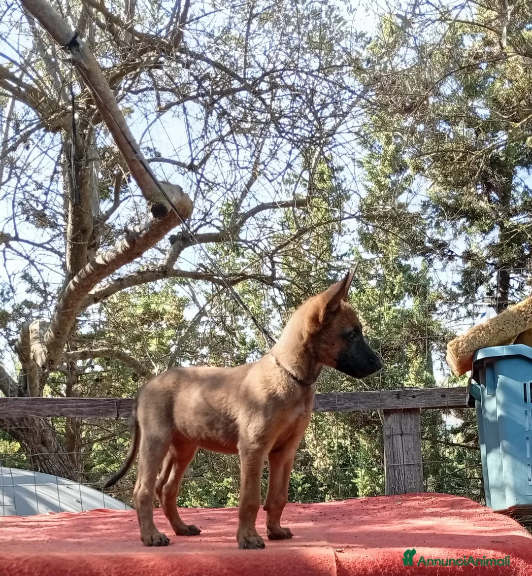 Pastore Belga cani in vendita: Malinois - Annuncio 2