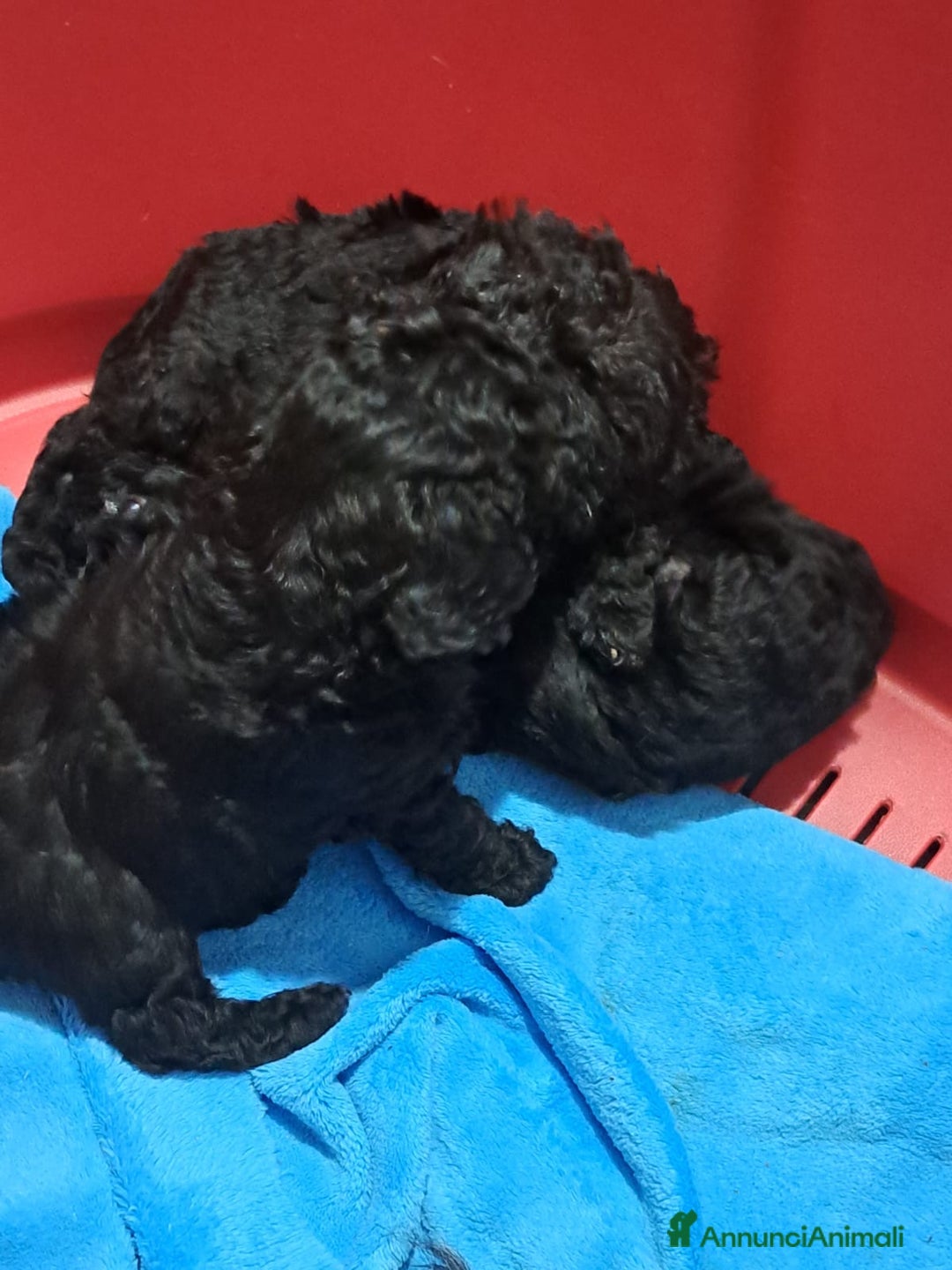 Barboncino cani in vendita: Barboncini nani  - Annuncio 5