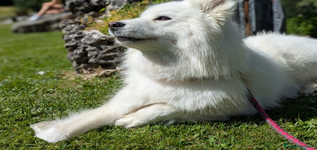 Immagine della galleria {{count}}