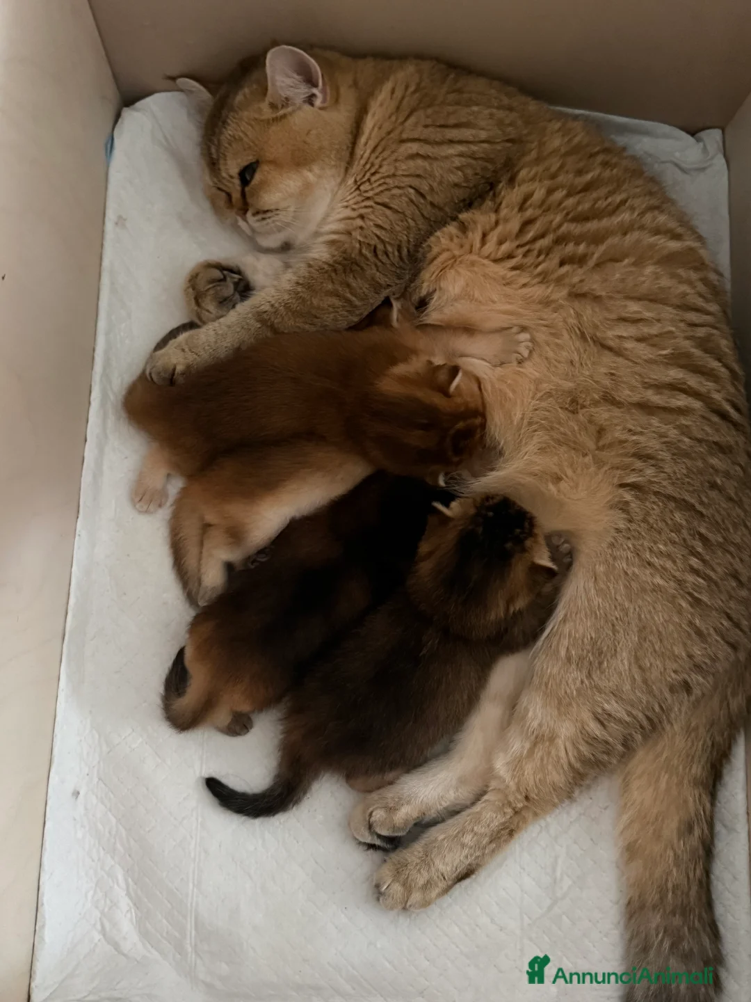 Scottish gatti in vendita: Scottish Straight  - Annuncio 2