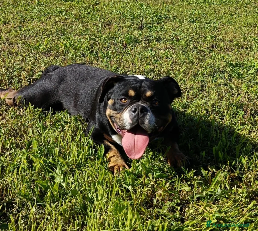 American Bully cani in vendita: American bully - Annuncio 1
