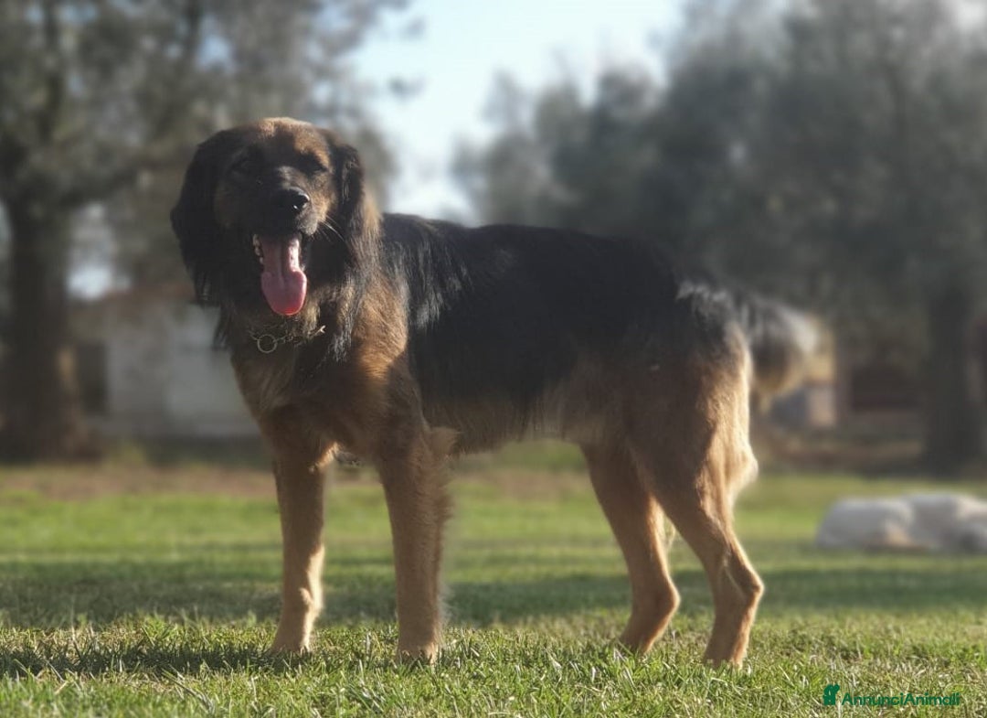 Meticcio cani in regalo: CESARE un futuro da riscrivere con il cuore a Pomezia - Annuncio 4