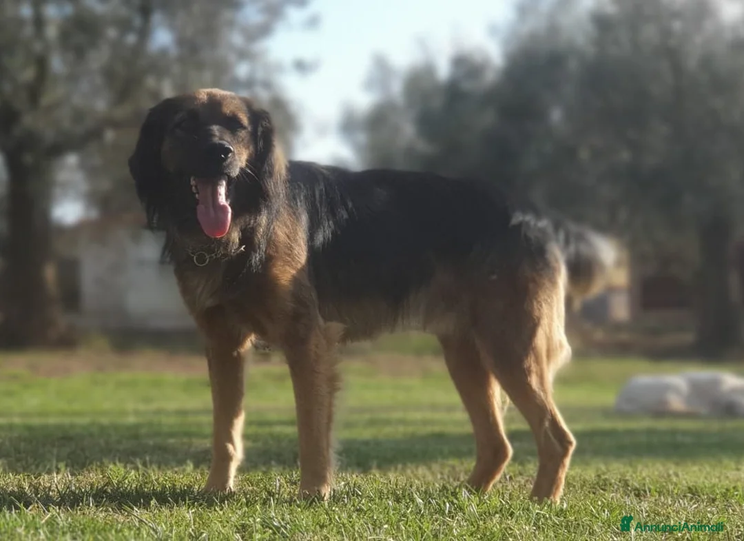 Meticcio cani in regalo: CESARE un futuro da riscrivere con il cuore a Pomezia - Annuncio 4