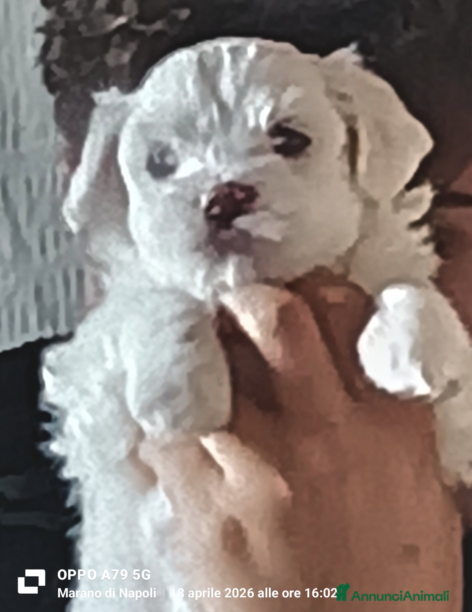 Maltese cani Maltese cucciolo Toy maschio  - Annuncio 1
