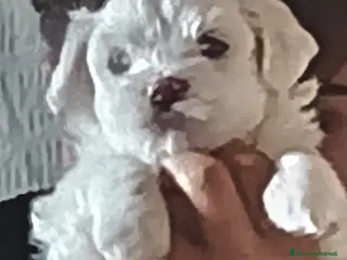 Maltese cani Maltese cucciolo Toy maschio - Annuncio 2
