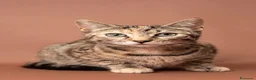 Europeo gatti in regalo: Gattini in adozione  a Provincia di Padova - Annuncio 8