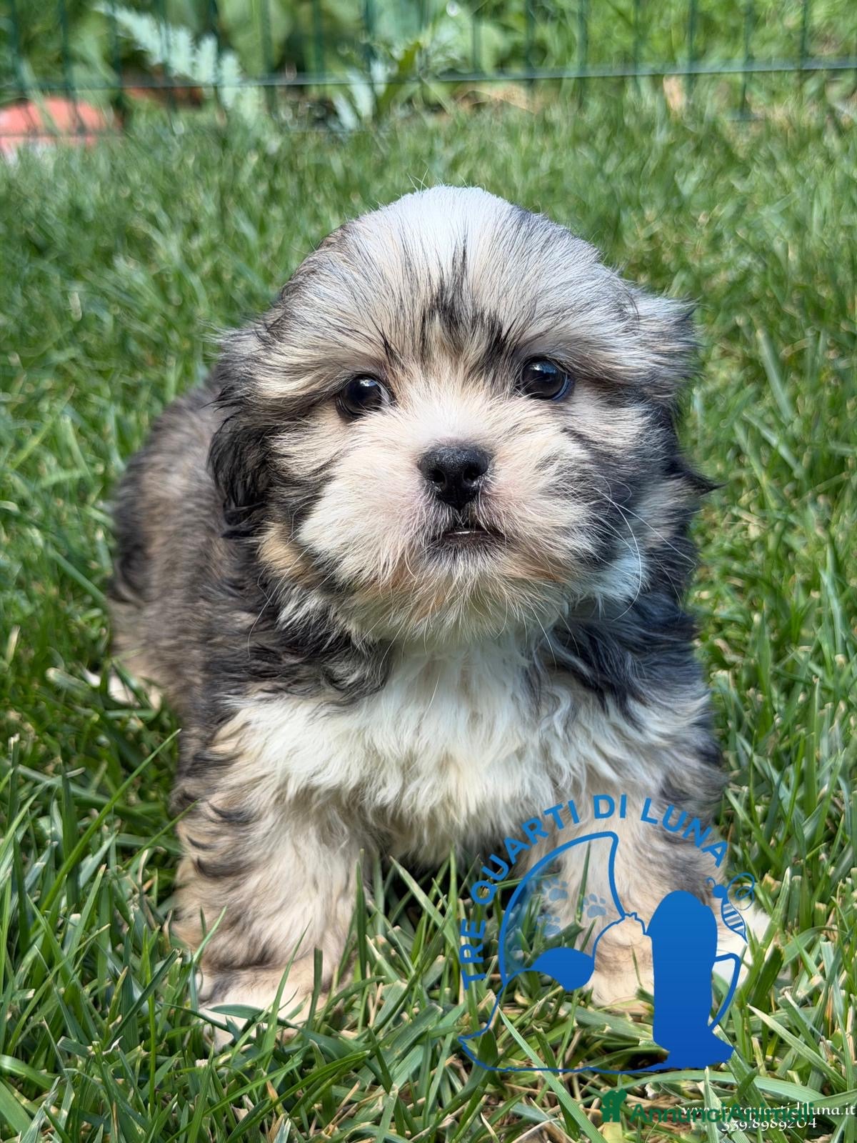 Maltipoo cani in vendita: Lhasa Apso Maltipoo Barboncino Tre Quarti di Luna - Annuncio 3