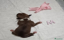 American Staffordshire cani in vendita: AMSTAFF DISPONIBILI  a Provincia del Sud Sardegna - Immagine 11