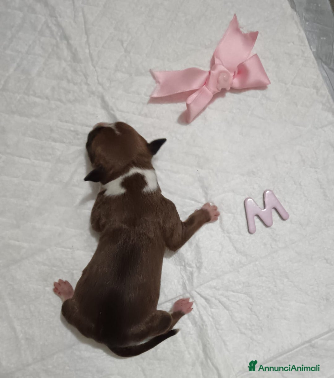 American Staffordshire cani in vendita: AMSTAFF DISPONIBILI  a Provincia del Sud Sardegna - Immagine 11