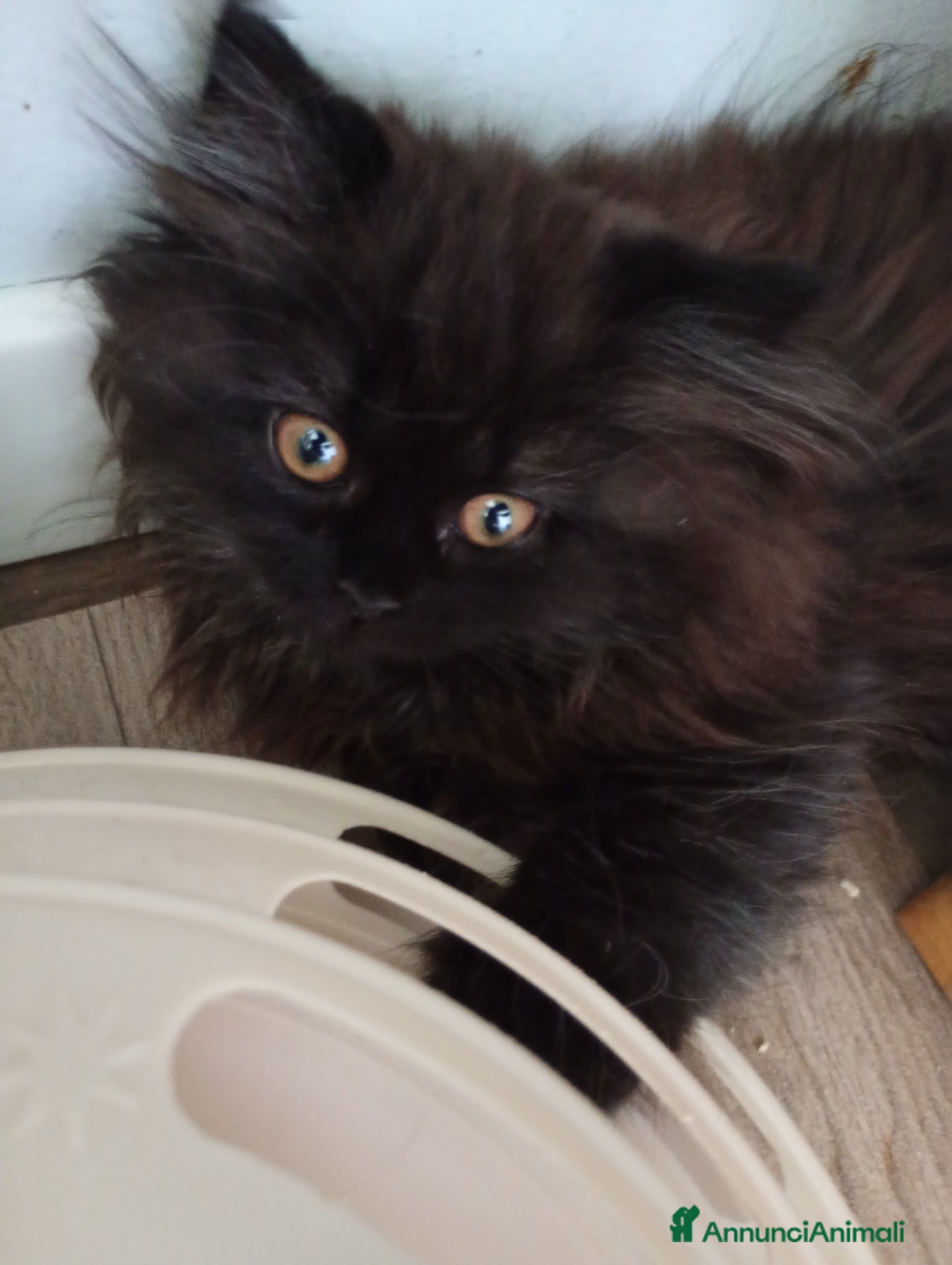 Scottish gatti in vendita: Gattine Scottish longhair  - Annuncio 4