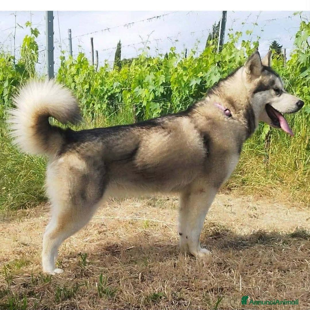 Alaskan Malamute cani in vendita: Alaskan Malamute – Cuccioli con Pedigree ENCI/FCI  - Annuncio 3