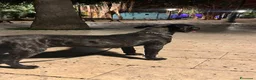 Cane Corso cani in vendita: Cane corso - Annuncio 6