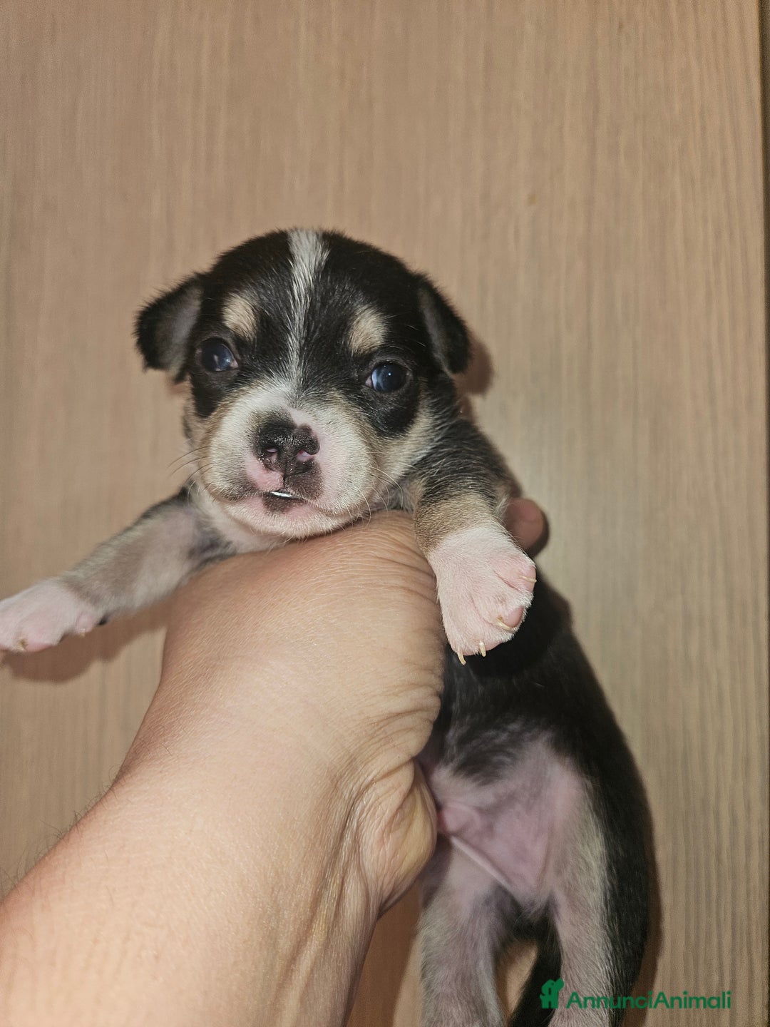 Chihuahua cani in vendita: Chihuahua cuccioli - Annuncio 5