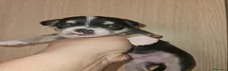 Chihuahua cani in vendita: Chihuahua cuccioli - Annuncio 5