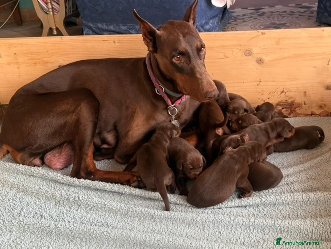 Dobermann cani in vendita: Splendidi cuccioli Doberman marrone/sfocato a Provincia di Rimini - Annuncio 2