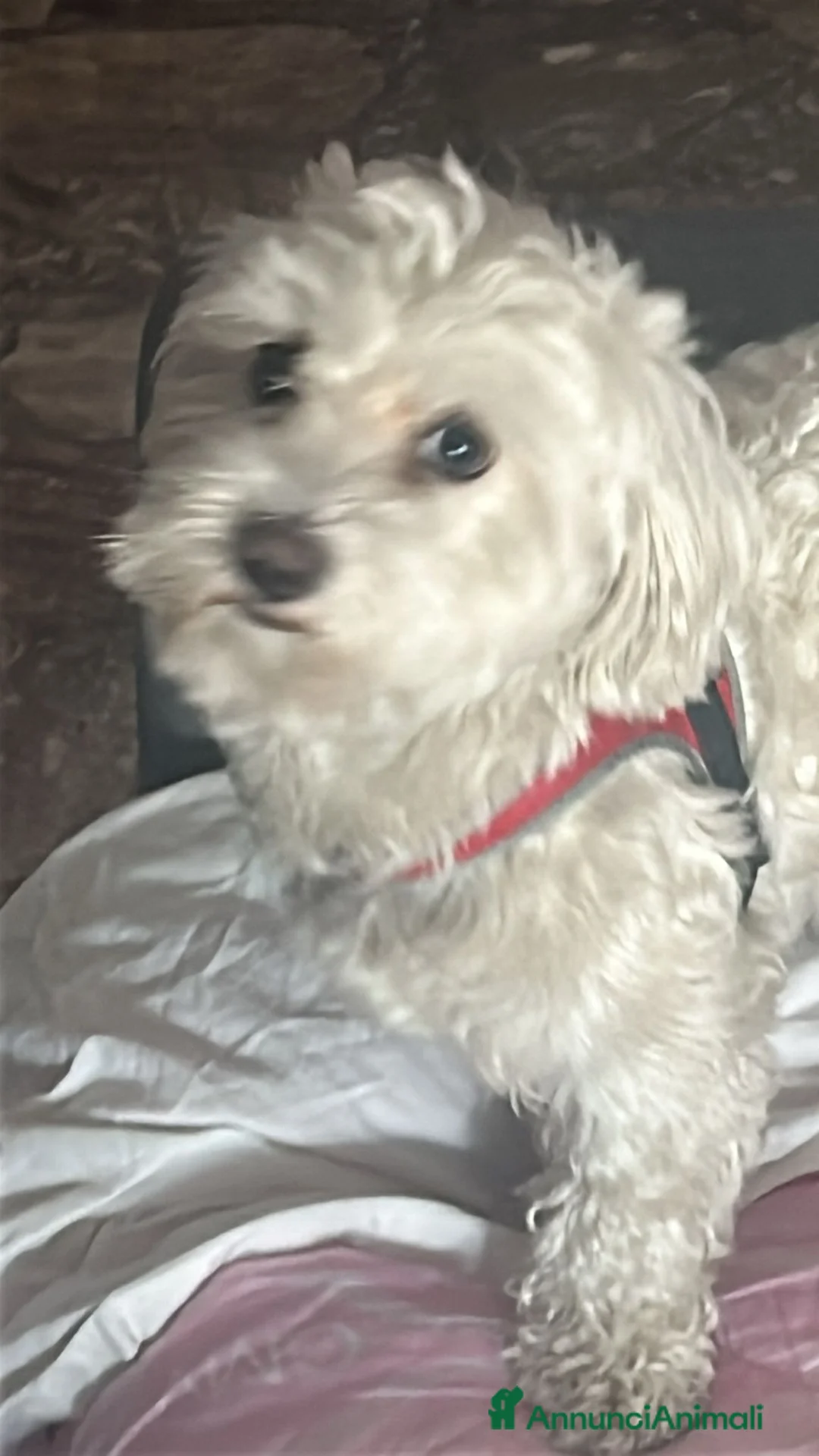 Maltipoo cani per accoppiamento: Fidanzatina cercasi a Città metropolitana di Roma Capitale - Annuncio 2