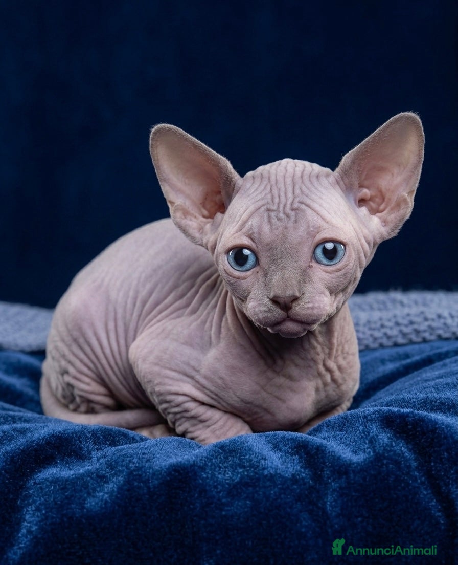 Sphynx gatti Cuccioli di sphynx con perigree - Annuncio 1