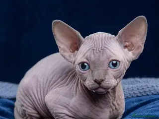 Sphynx gatti Cuccioli di sphynx con perigree - Annuncio 1