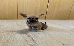 Chihuahua cani in vendita: Vendo cuccioli di Chihuahua a Provincia di Varese - Immagine 3